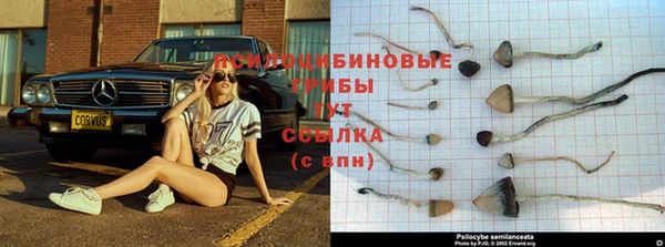 MESCALINE Аркадак